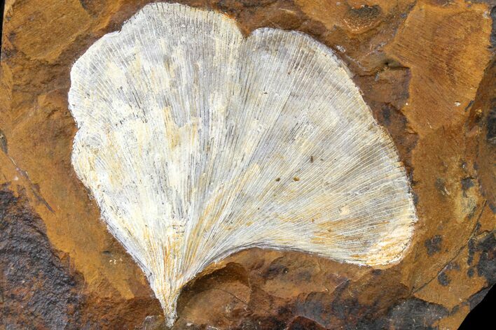 Fossil Ginkgo Leaf From North Dakota - Paleocene #162454